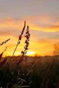 阿联酋球队在亚洲杯赛场上交出完美表现